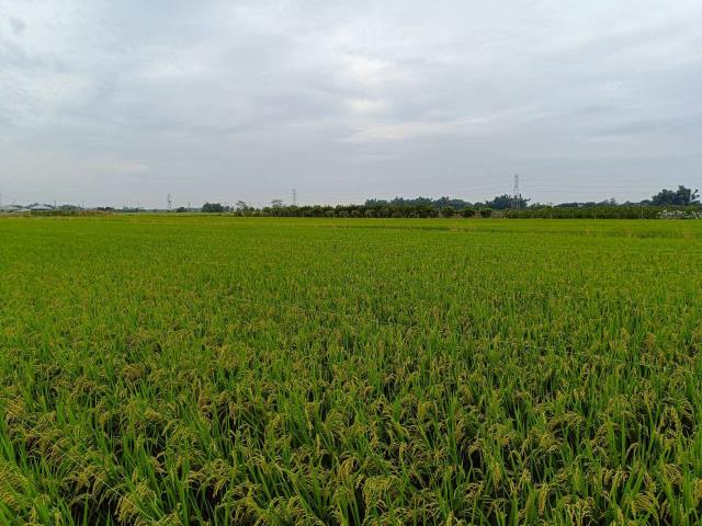 東山農地-12