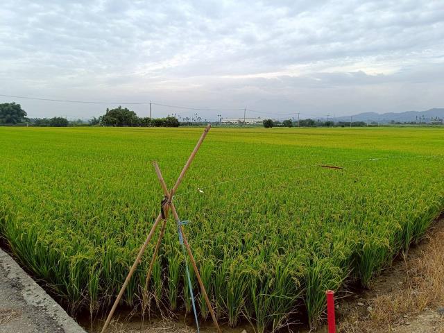 東山農地-6