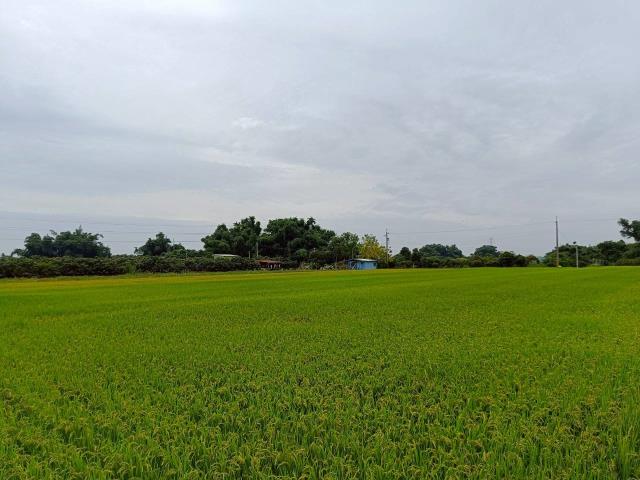 東山農地-9