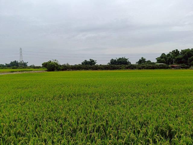 東山農地-10