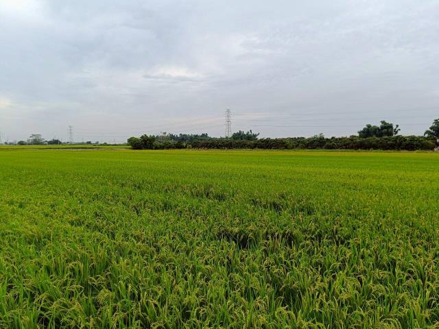 東山農地-12