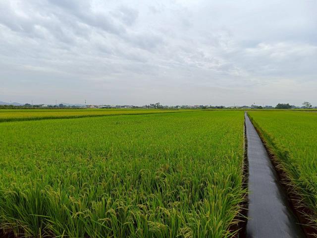 東山農地-3