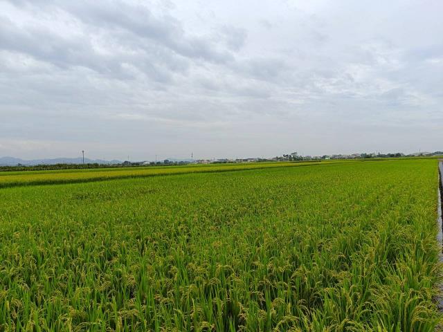 東山農地-4