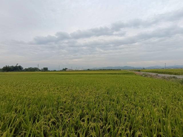 東山農地-5