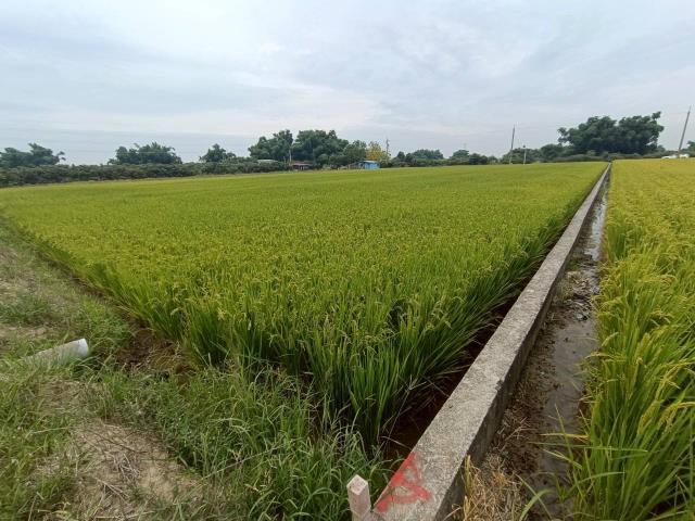 東山農地-8